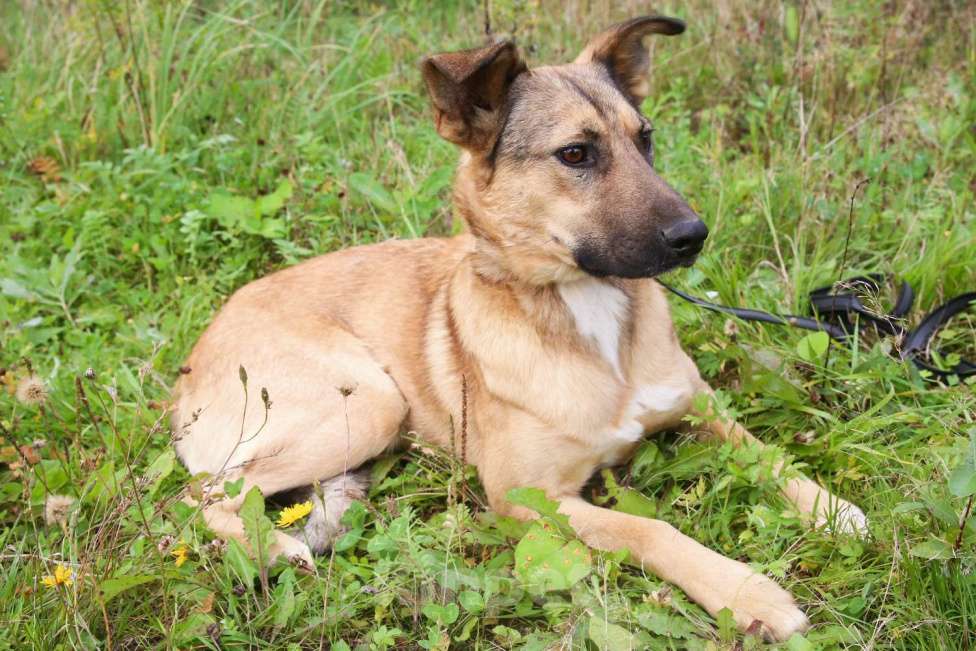 Собаки в Москве: Яся Девочка, Бесплатно - фото 7