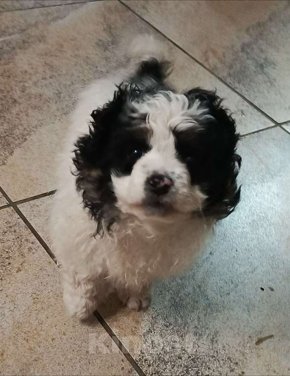 Собаки в Приморско-Ахтарске: Щенок Бишон Фризе Мальчик, 15 000 руб. - фото 1