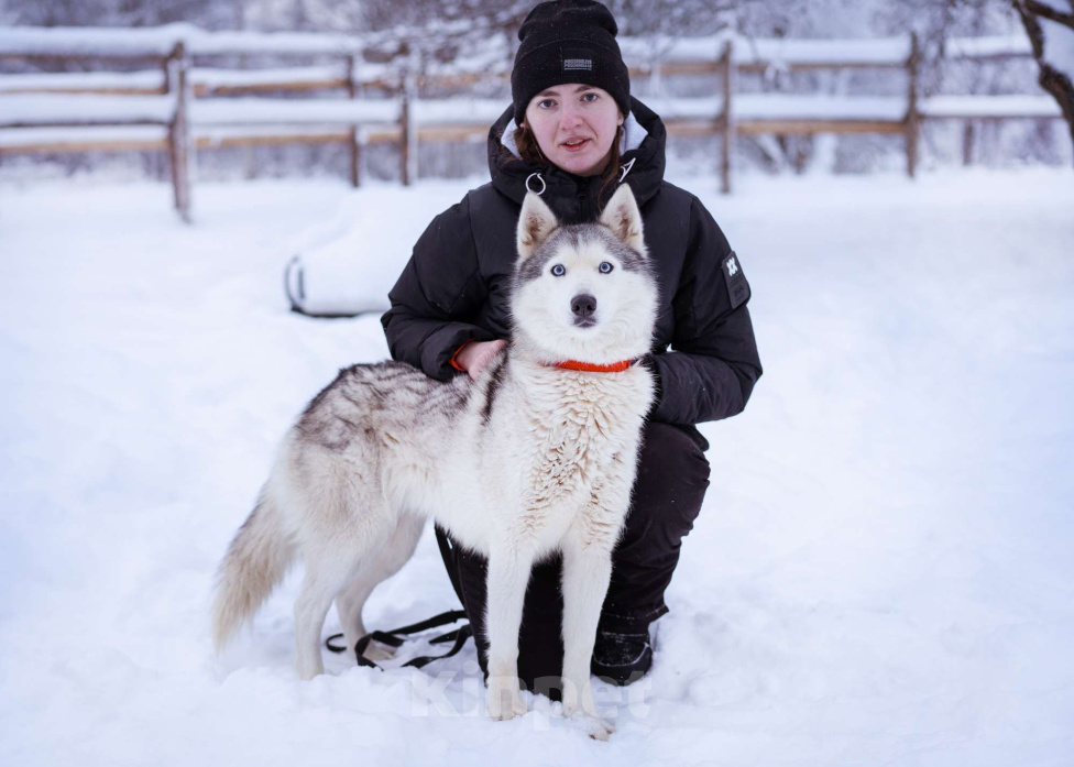Собаки в Москве: Арья Девочка, Бесплатно - фото 1