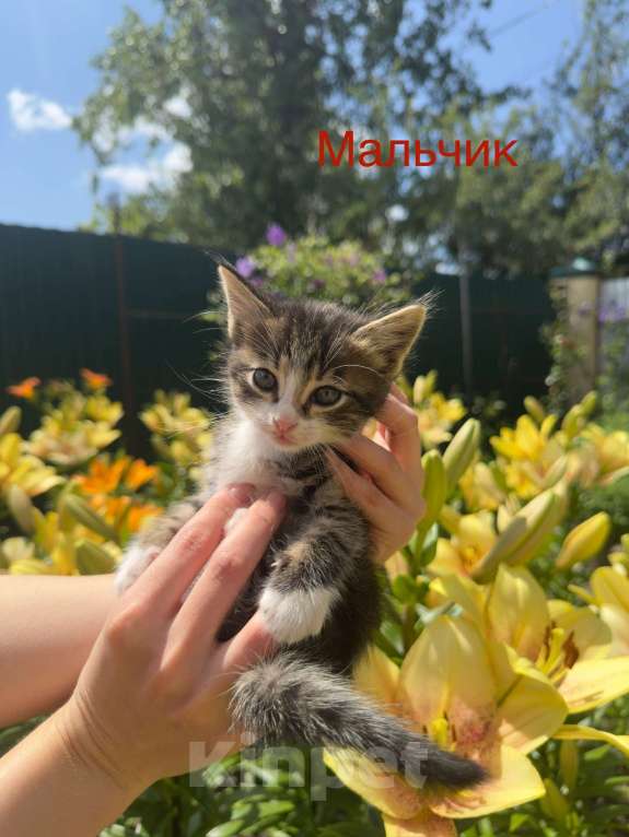 Кошки в Пятигорске: Мальчик в добрые руки  Мальчик, Бесплатно - фото 1
