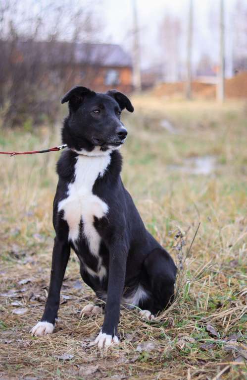 Собаки в Москве:  Джесси нужен дом  Девочка, Бесплатно - фото 3