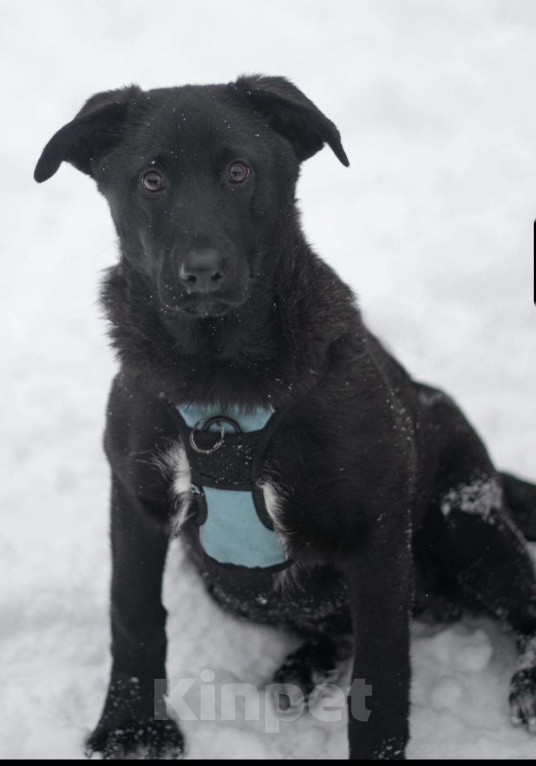 Собаки в Москве: Неро, черныш Мальчик, Бесплатно - фото 1