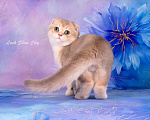 Кошки в Санкт-Петербурге: Голубое золото кот 🐈 скоттиш-фолд Мальчик, 30 000 руб. - фото 2