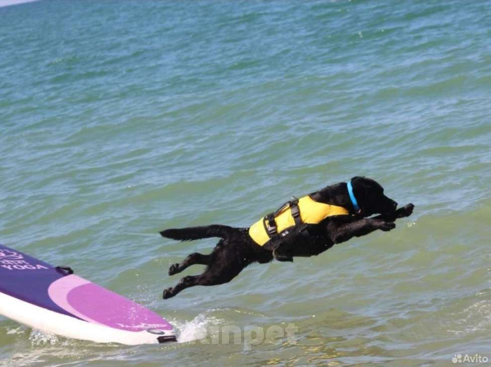 Собаки в Саратове: Щенки лабрадора-ретривера Девочка, 30 000 руб. - фото 5