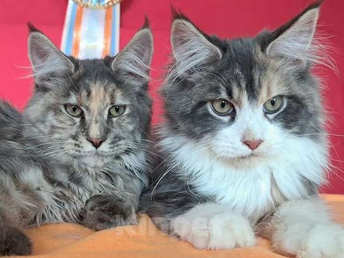 Кошки в Москве: Детки Мейн кун Девочка, 45 000 руб. - фото 3