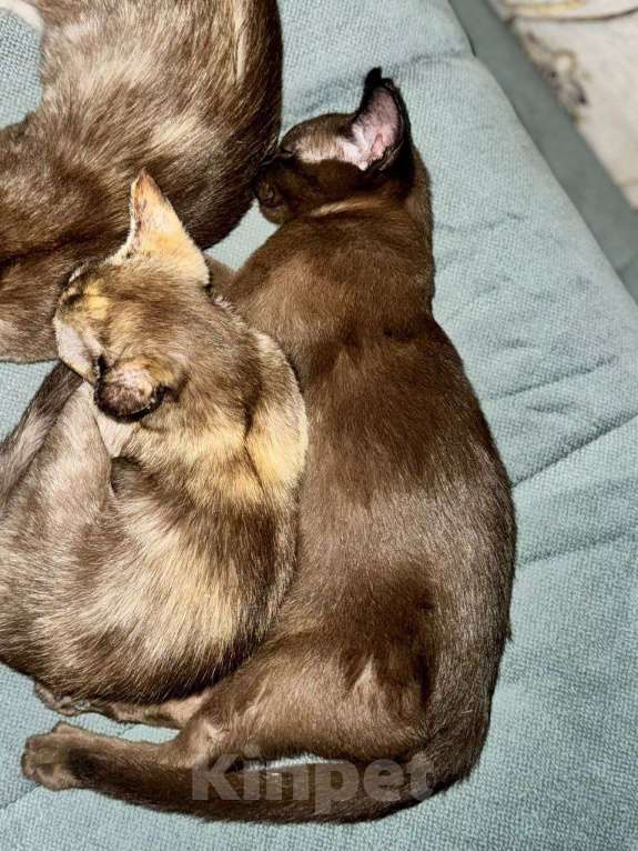 Кошки в Серпухове: Бурма, девочка Девочка, 14 000 руб. - фото 4