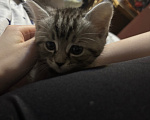 Кошки в Подольске: Котята в добрые руки Разнополые, Бесплатно - фото 2