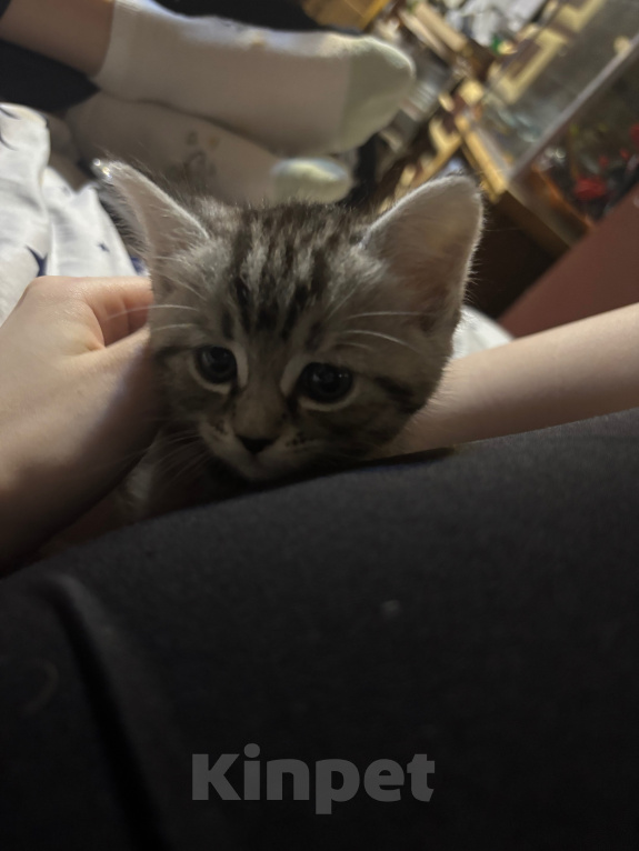 Кошки в Подольске: Котята в добрые руки Разнополые, Бесплатно - фото 2