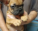 Собаки в Омске: Продаем щенков французкого бульдога Мальчик, Бесплатно - фото 3