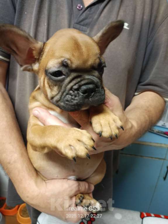 Собаки в Омске: Продаем щенков французкого бульдога Мальчик, Бесплатно - фото 3