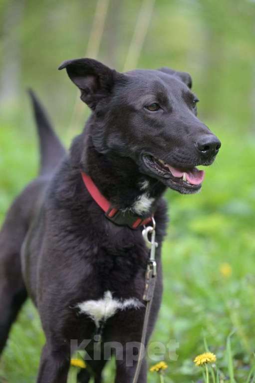 Собаки в Красногорске: Потрясающий Кинг ждёт хозяина в приюте  Мальчик, Бесплатно - фото 3