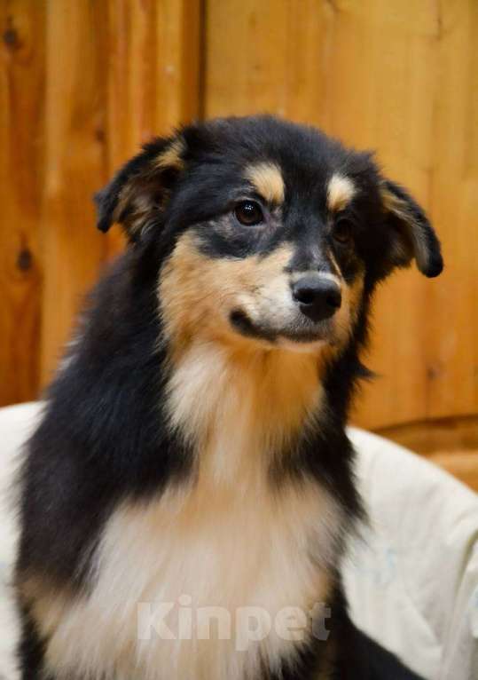 Собаки в Москве: Австралийская овчарка щенок  Девочка, 25 000 руб. - фото 2