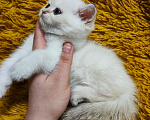 Кошки в Туле: Шотландские золотые котята Разнополые, 17 000 руб. - фото 9