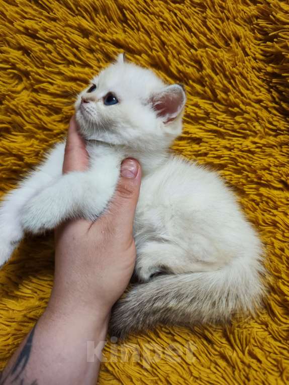 Кошки в Туле: Шотландские золотые котята Разнополые, 17 000 руб. - фото 9