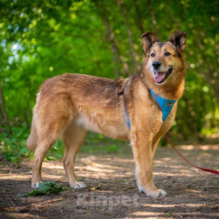 Собаки в Москве: Дана Девочка, Бесплатно - фото 2