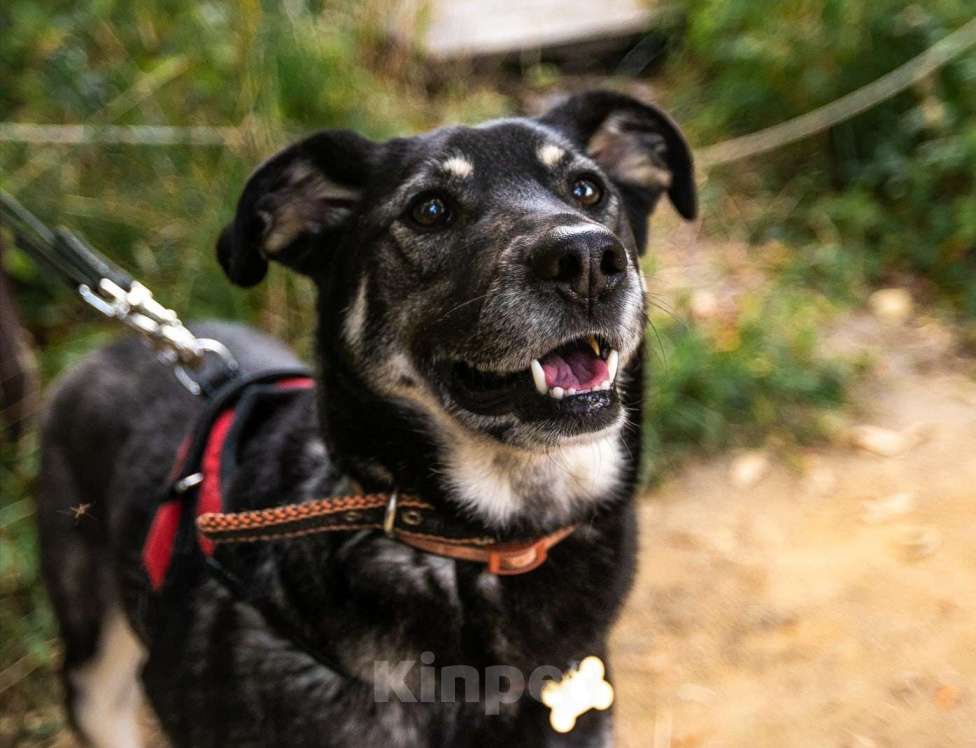 Собаки в Москве: Табити Девочка, Бесплатно - фото 12