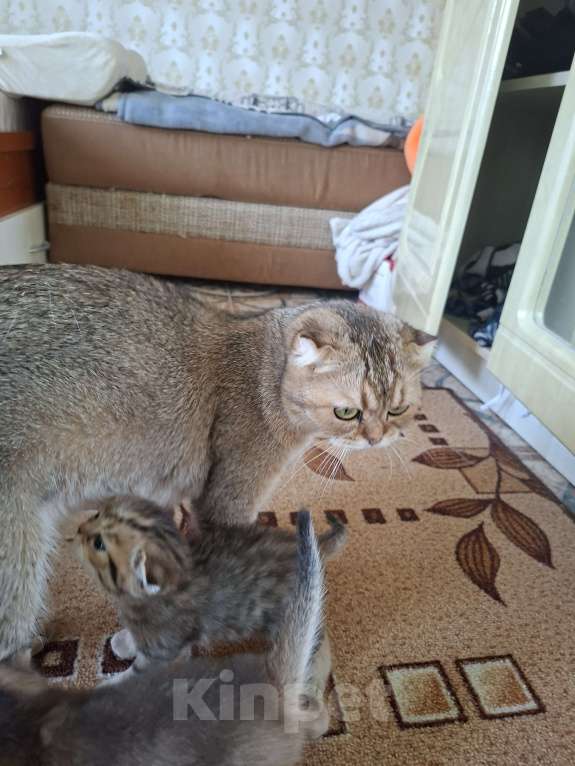 Кошки в Симферополе: Девочка шотландская Девочка, 15 000 руб. - фото 4