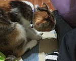 Кошки в Нижнем Новгороде: Потерялся котенок  Девочка, Бесплатно - фото 1