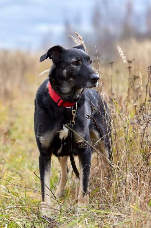 Собаки в Москве: Рута. Материнское спокойствие а не собака Девочка, 1 руб. - фото 3