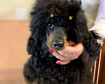 Собаки в Москве: Пудель миниатюрный черно-подпалого окраса кобель Мальчик, Бесплатно - фото 4