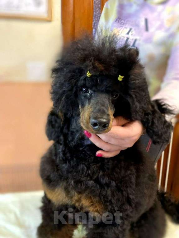 Собаки в Москве: Пудель миниатюрный черно-подпалого окраса кобель Мальчик, Бесплатно - фото 4