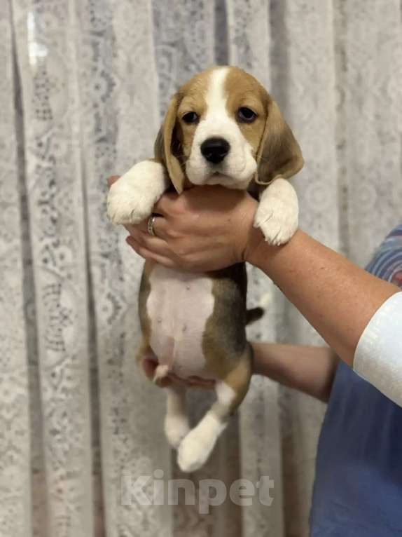 Собаки в Подольске: Бигль Мальчик, 45 000 руб. - фото 1