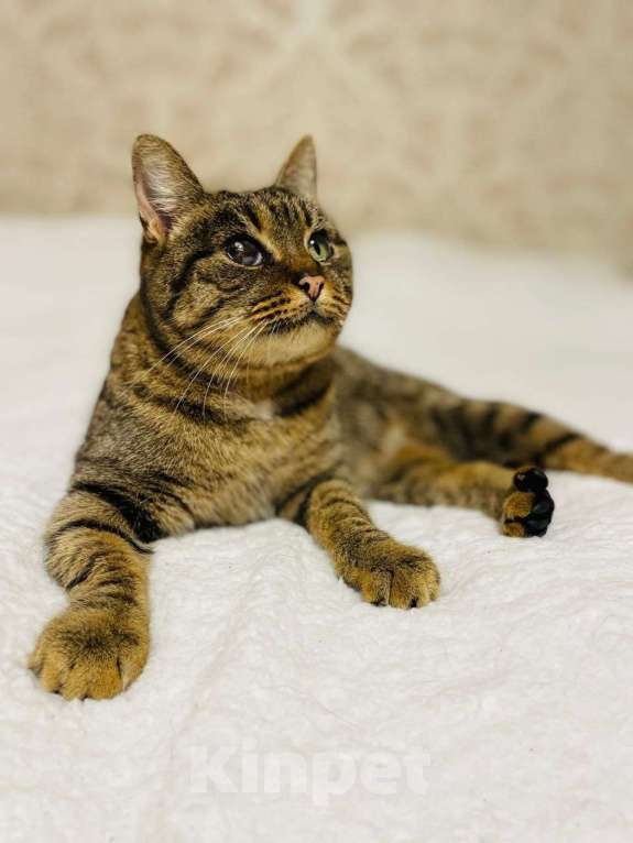 Кошки в других городах Московской области: Кошка в добрые руки Девочка, Бесплатно - фото 4