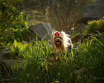 Собаки в Барнауле: Йоркширский терьер девочка Девочка, Бесплатно - фото 7