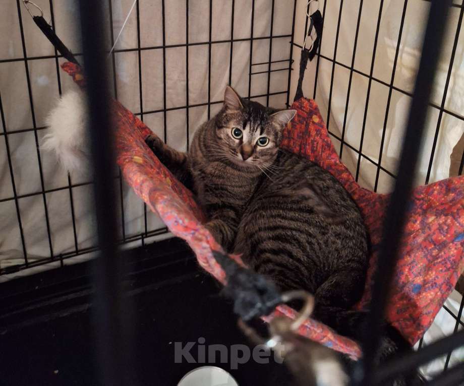 Собаки в Москве: Ласковая, игривая кошка Пикси ищет дом Девочка, Бесплатно - фото 8