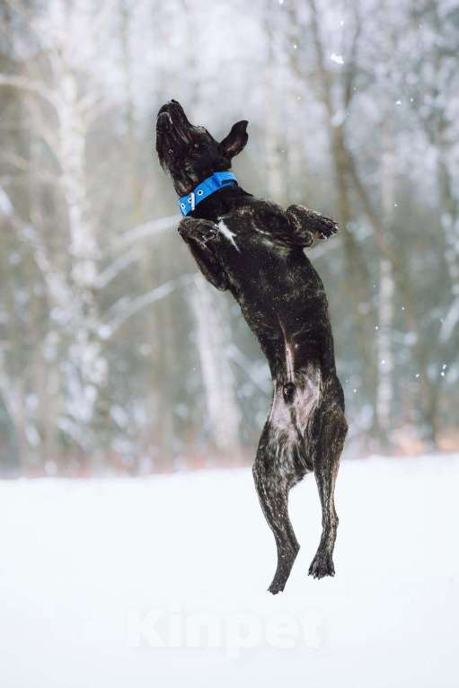 Собаки в Москве: Метис алано эспаньол Дони в добрые руки Мальчик, 1 руб. - фото 8