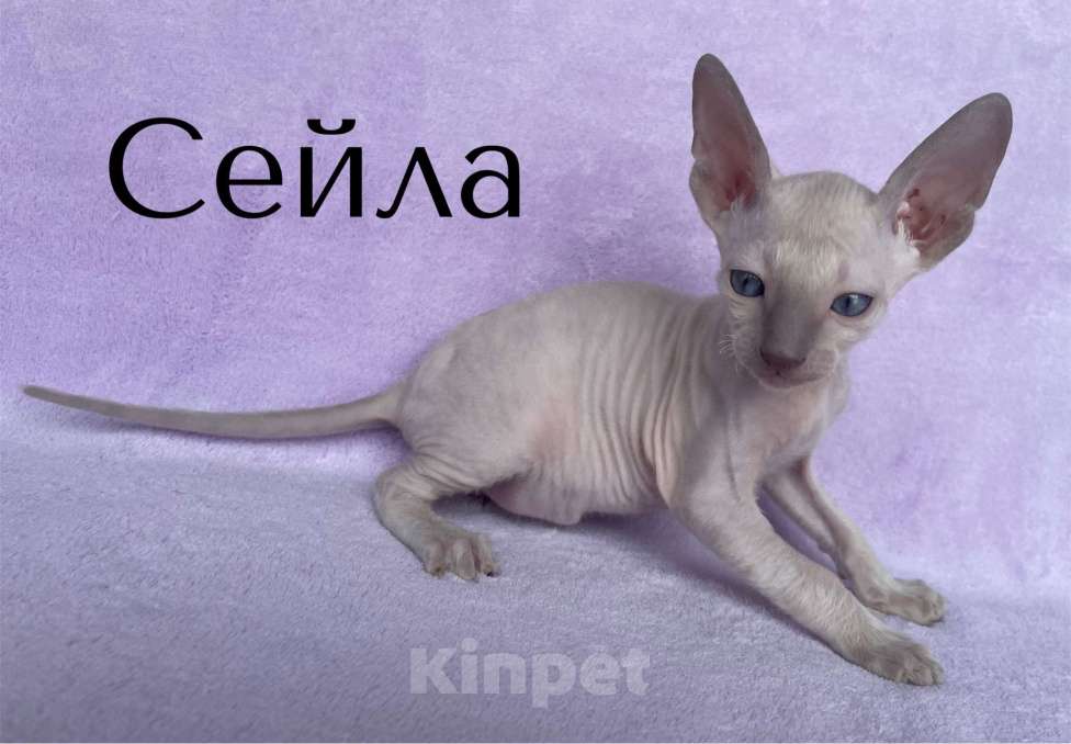 Кошки в Балашихе: кошечка лиловая пойнтовая из московского питомника Девочка, 80 000 руб. - фото 2