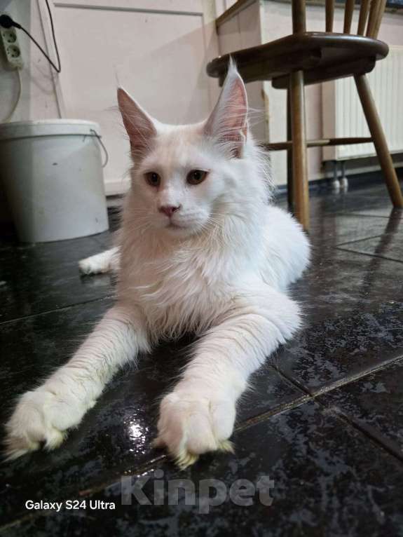 Кошки в Москве: Котенок 2 Мальчик, 1 руб. - фото 1