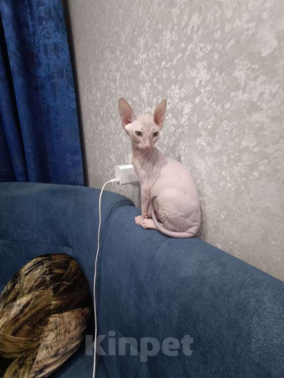 Кошки в Магнитогорске: Продам котят Девочка, 10 000 руб. - фото 1