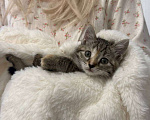 Кошки в Москве: Котенок в добрые руки Девочка, Бесплатно - фото 3