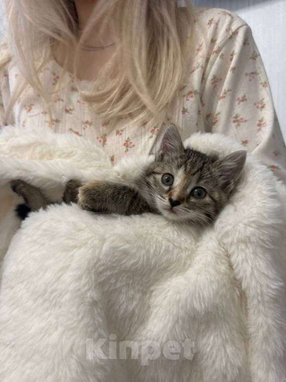 Кошки в Москве: Котенок в добрые руки Девочка, Бесплатно - фото 3