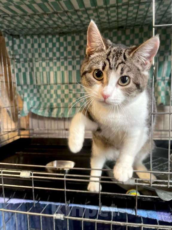 Кошки в Москве: Котёнок Твинки в добрые руки Девочка, Бесплатно - фото 7