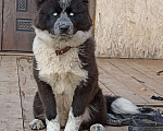 Собаки в Зарайске: Пропала собака Девочка, 2 000 руб. - фото 3