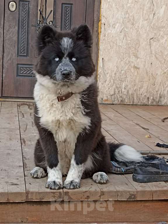 Собаки в Зарайске: Пропала собака Девочка, 2 000 руб. - фото 3