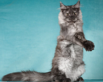 Кошки в Химках: Молодой кот Мейн-Кун  Мальчик, 100 000 руб. - фото 6