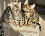 Кошки в Кувшиново: Бенгальские котята, 20 000 руб. - фото 6