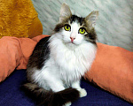 Кошки в Карачеве: Малвин, 200 руб. - фото 2