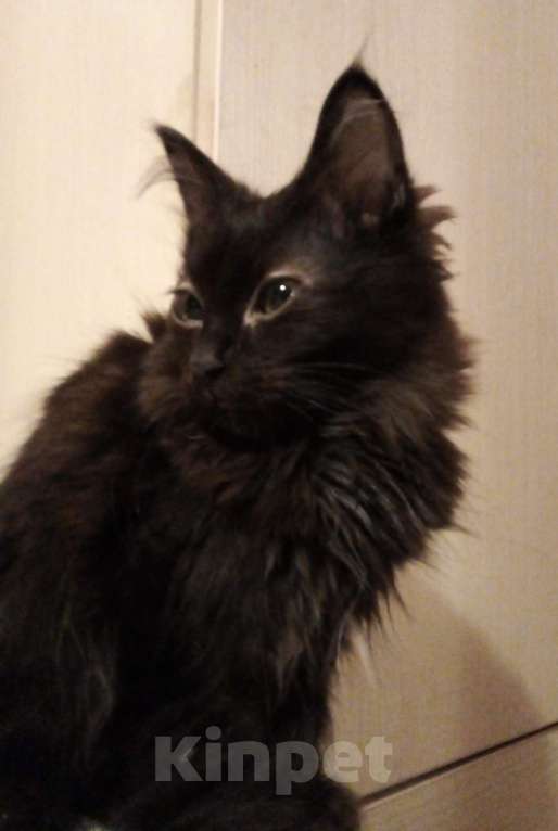 Кошки в Москве: 🧡  ( Персик )  –  Благодарный  и  спокойный  домашний  котёнок  –  в  заботливую  семью Мальчик, Бесплатно - фото 2