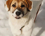 Собаки в Москве: Белый метис лабрадора Бэль в добрые руки Девочка, 1 руб. - фото 1