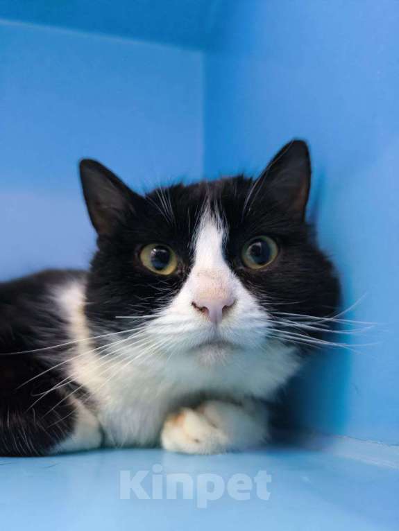 Кошки в Москве: Джентльмен Токио ищет дом! Мальчик, Бесплатно - фото 1