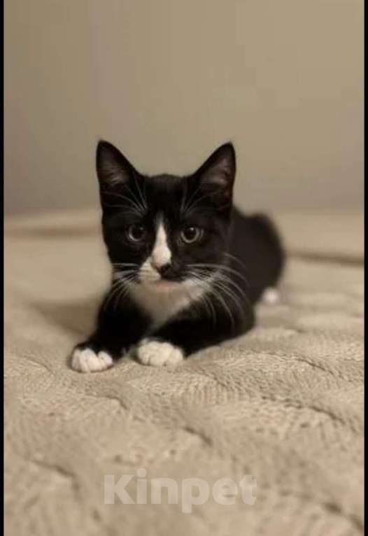 Кошки в Санкт-Петербурге: Прекрасный маркиз котенок в добрые руки Мальчик, Бесплатно - фото 3