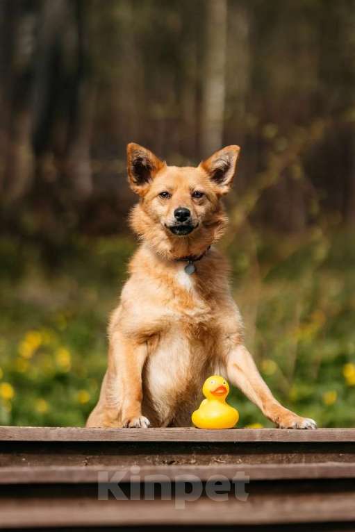 Собаки в Москве: Финский шпиц Лиса в добрые руки Девочка, 1 руб. - фото 2