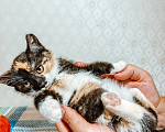 Кошки в Санкт-Петербурге: Котенок Пуговка Девочка, Бесплатно - фото 3
