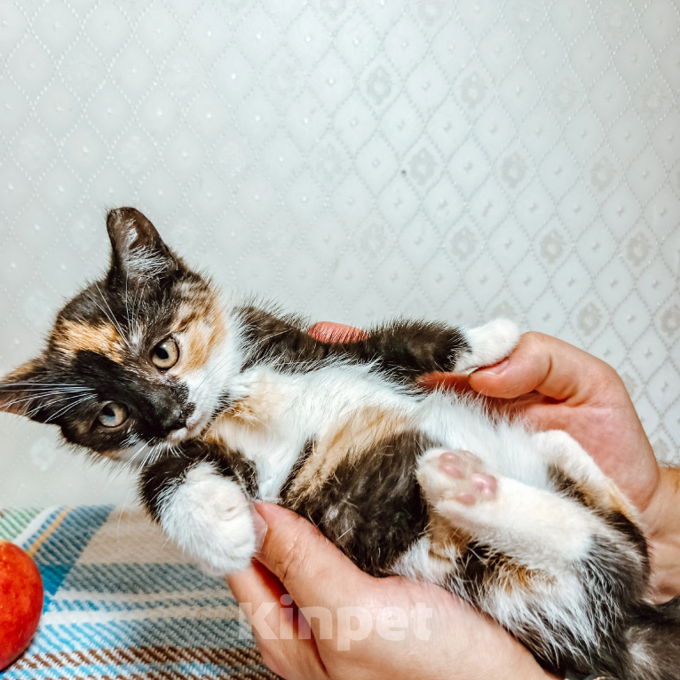 Кошки в Санкт-Петербурге: Котенок Пуговка Девочка, Бесплатно - фото 3