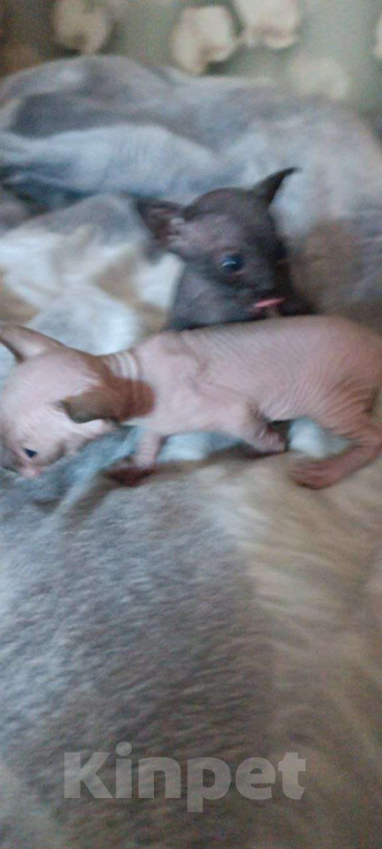 Кошки в Донецке: Котята Канадского сфинкса  Мальчик, 15 000 руб. - фото 3