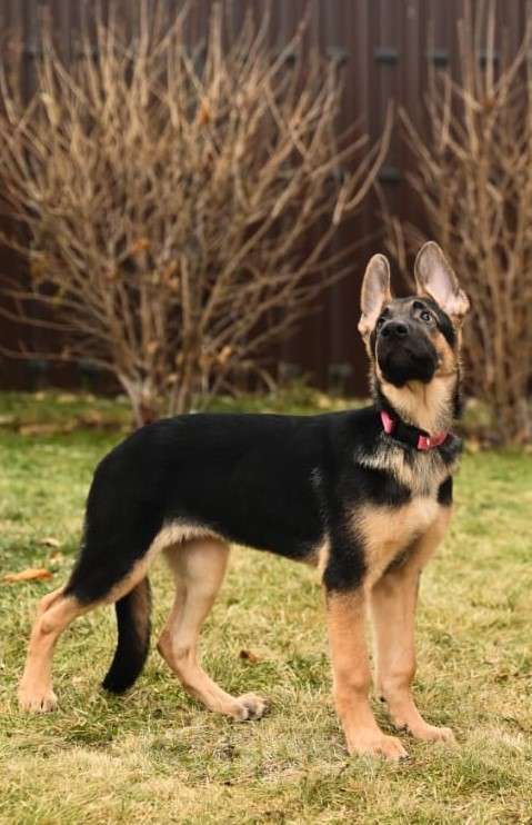 Собаки в Кемерово: Щенок ВЕО от рабочей пары, с хорошей  родословной Девочка, Бесплатно - фото 2